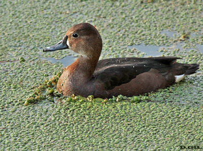 PATO PICAZO (Netta peposaca) - (Hembra) Reserva Costanera Sur - BUENOS AIRES (Julio 2015)